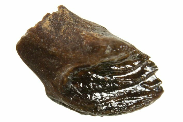 Rare, Unworn Fossil Dinosaur (Leptoceratops) Tooth - Montana #338996